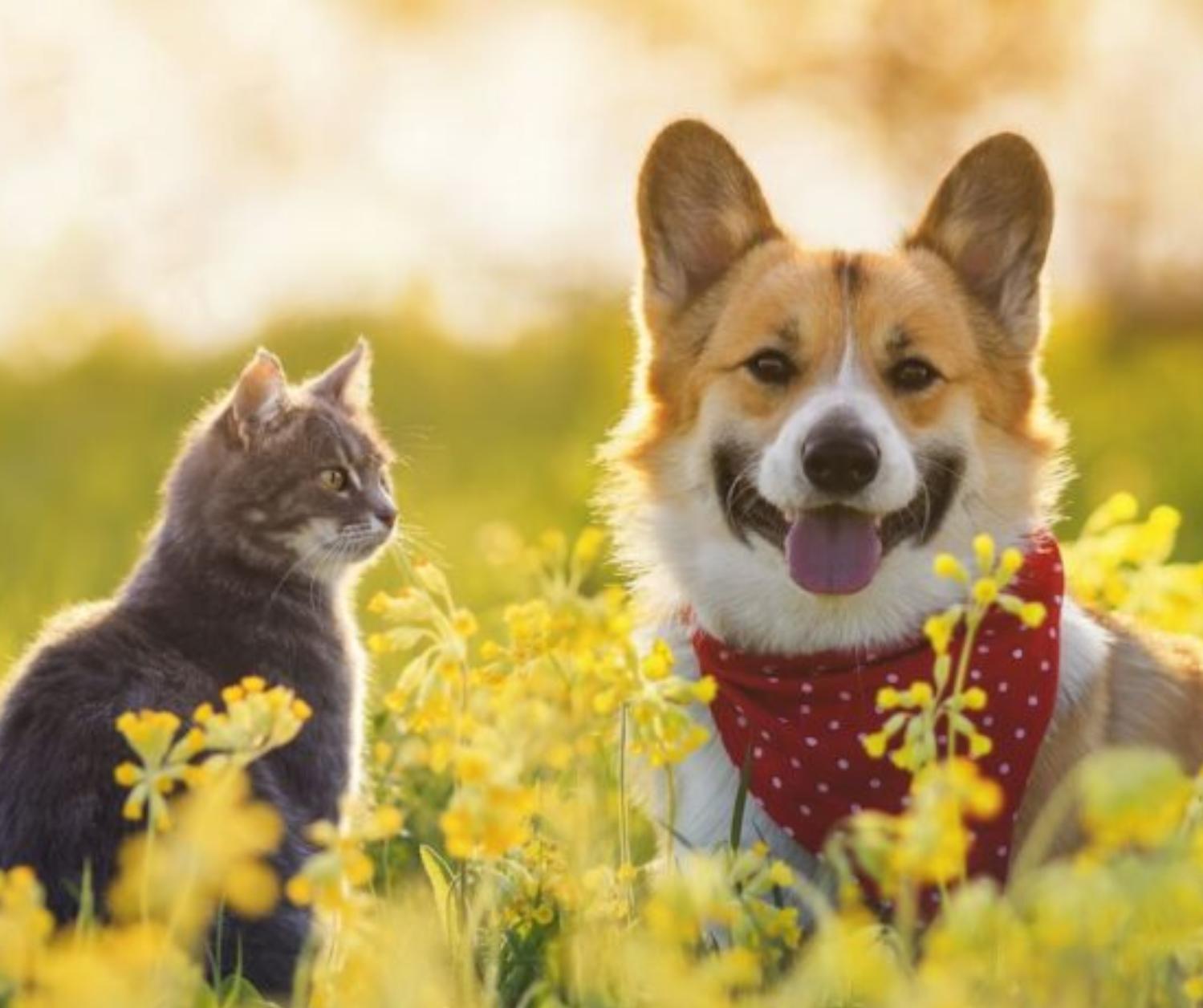 Hay más de 2.700.000 perros y gatos en los hogares uruguayos, y hay apoyo a medidas de control poblacional